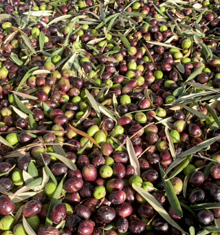 Le Domeniche dell’Olio